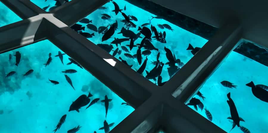 Sharm El Sheikh: Glass Bottom Boat Tour & Private Transfer - Snorkeling time, and what to expect if the water limits it
