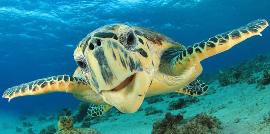 Sharm El Sheikh: Glass Bottom Boat Tour & Private Transfer - Who this fits best in Sharm El Sheikh
