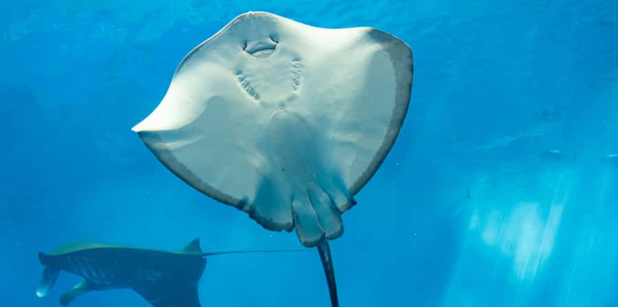 Sharm El Sheikh: Glass Bottom Boat Tour & Private Transfer - Near Garden to Far Garden, and the brain coral stop