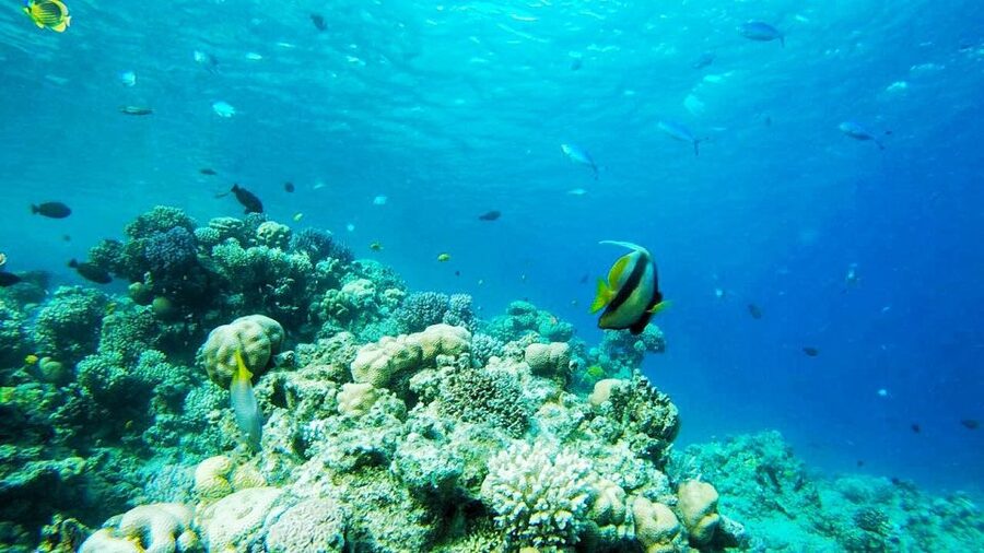 Sharm El-Sheikh: Parasailing, Camel Ride, Dive & Quad Bike - A One-Day Mix of Desert Thrills and Sharm El-Sheikh Water Fun