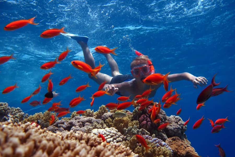 Sharm El Sheikh: Ras Mohamed Cruise with Snorkeling & Lunch - Getting to Watanya Marina, and the practical “don’t sweat it” checklist