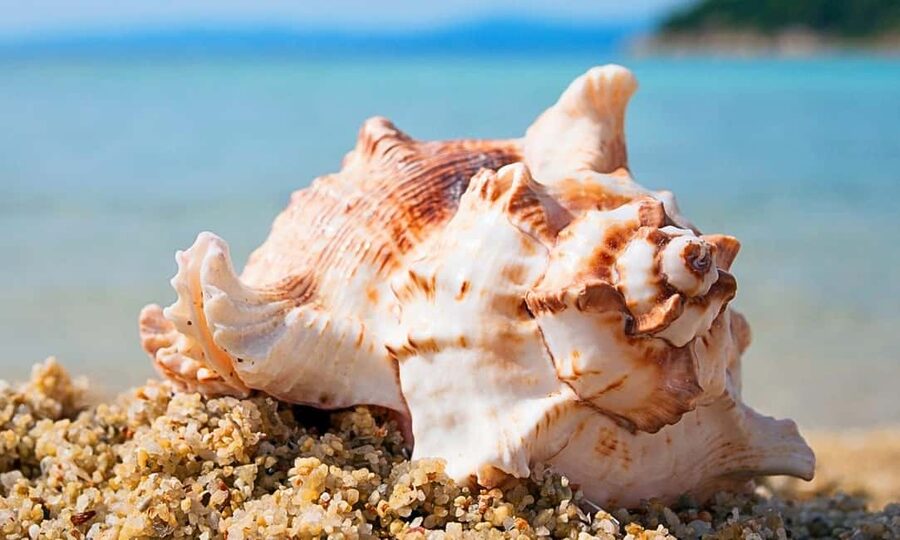 Sharm El-Sheikh: Ras Mohamed Half-Day Tour & Allah's Gate - Snorkeling Ras Mohammed’s reef: how to get the best experience