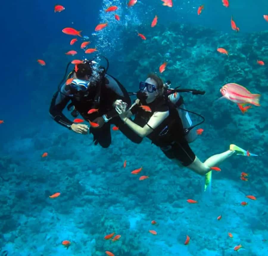 Sharm El Sheikh: Ras Mohamed & White Island Dive & Snorkel - Key Things You Should Know Before You Go