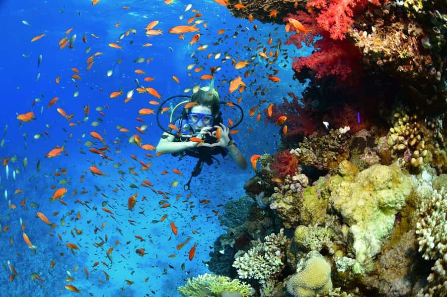 Sharm El Sheikh: Ras Mohamed & White Island Dive & Snorkel - White Island: The Sandbank Moment You Will Remember