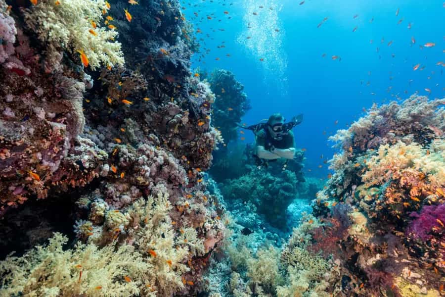 Sharm El Sheikh: Ras Mohamed & White Island Dive & Snorkel - The Price at $29: Why It Can Feel Like a Deal