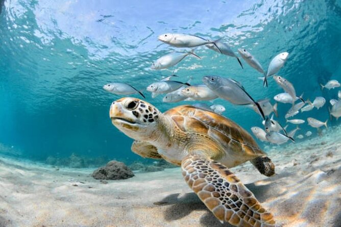 Sharm El Sheikh: Ras Mohamed, White Island, Snorkel and Diving - Scuba sessions with a professional instructor: what you can expect and who should choose it