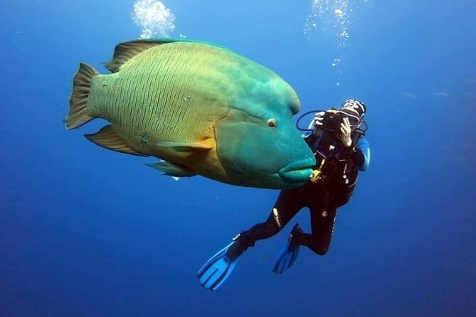 Sharm El Sheikh: Ras Mohamed, White Island, Snorkel and Diving - Hotel Pickup to Sharm El Sheikh Marina: what your morning timing really means