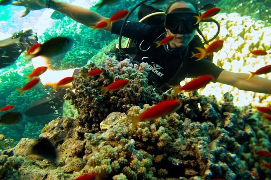 Sharm El Sheikh: Ras Mohamed & White Island Snorkel or Dive - White Island: Why This Stop Is Not Just a Scenic Detour