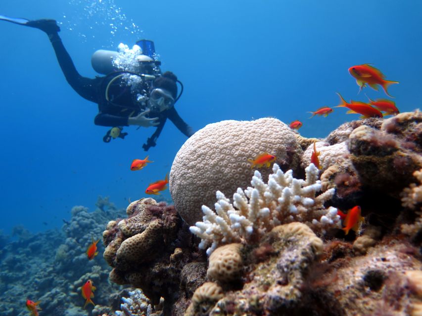Sharm El Sheikh: Ras Mohamed & White Island Snorkel or Dive - Lunch on Board: Simple, Helpful, and Timed Right