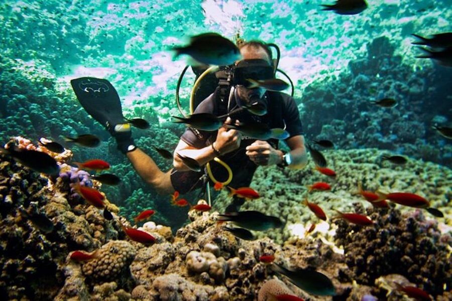 Sharm El Sheikh: Ras Mohamed & White Island Snorkel or Dive - Getting From Your Hotel to the Boat (And Why It Starts on Time)