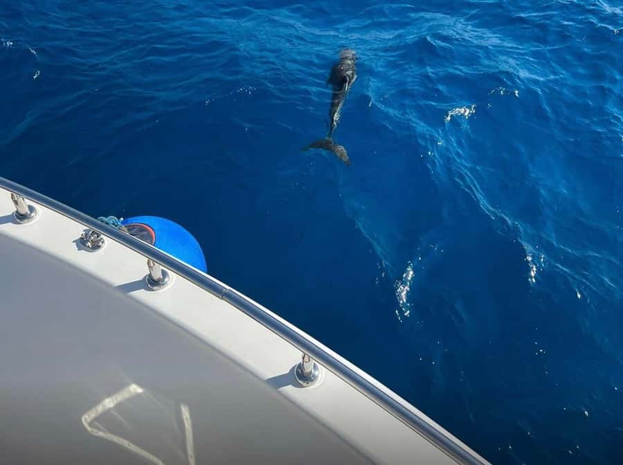 Sharm el-Sheikh: Ras Mohammed Elite VIP Cruise and BBQ Lunch - Price and Value: How $80 Adds Up, Including the Marina Fee