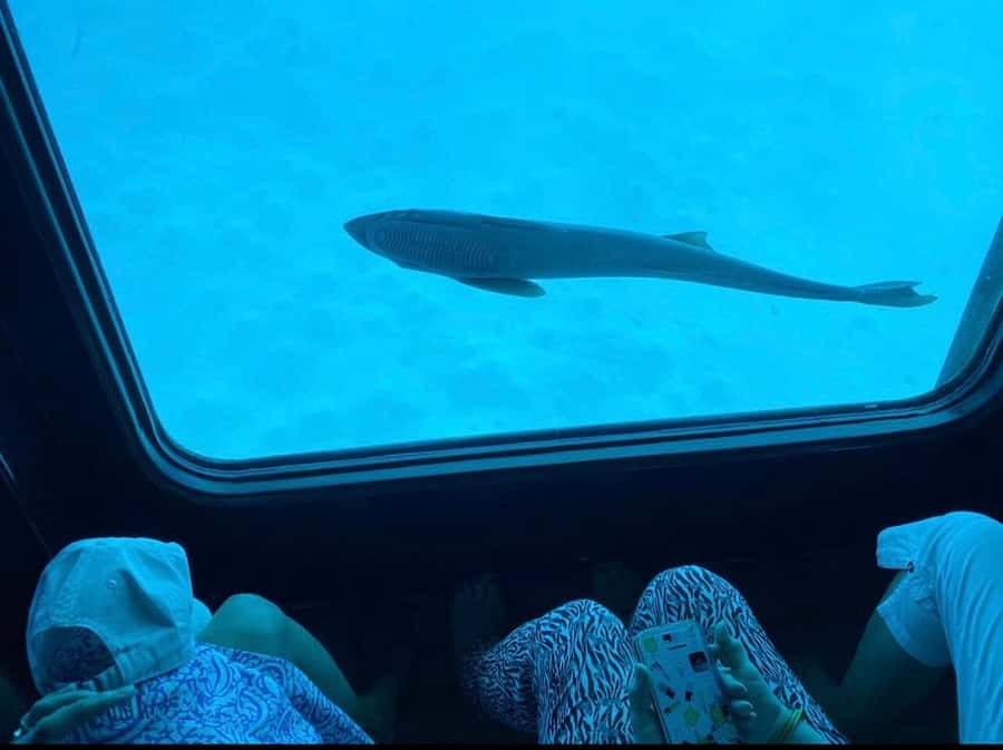 Sharm El-Sheikh: Seascope Submarine boat cruise with pickup - What You’ll Take Home, The Memories Portion