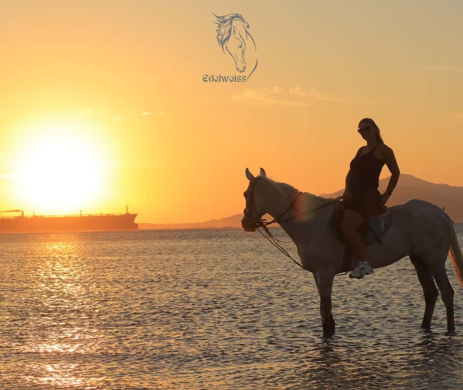 Sharm El Shiekh: Beach and City Desert Horse Riding Tour - Where the ride starts, and how pickup changes your whole day
