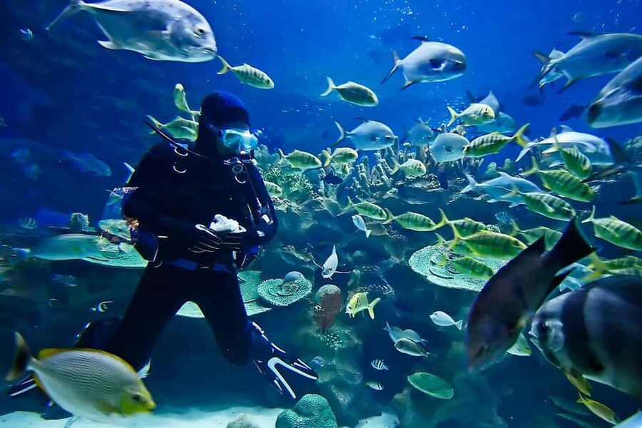 Sharm: Introductory Dive from the Shore & PADI Courses - Should you book this shore-based intro with Hunter Divers?