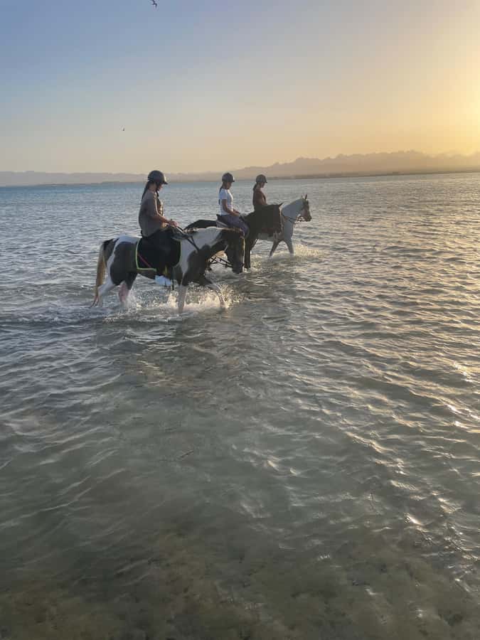 Soma Bay: Horse Riding Beach and Desert Tour With Transfer - What is included for $20, and where the real value comes from