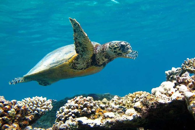 Sorkeling Trip to the White Island & Ras Mohammed - Ras Mohammed National Park: The Reef Stop You Came For