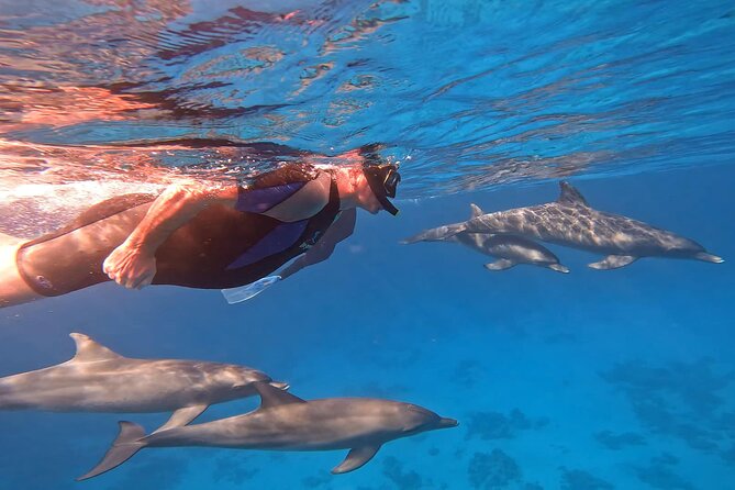 Swim With Dolphins at Dolphin House With Lunch - Hurghada - Key things I’d zero in on