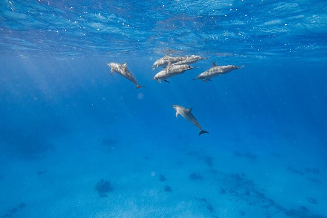 Swim With Dolphins at Dolphin House With Lunch - Hurghada - Price and what you really pay for, plus small extras