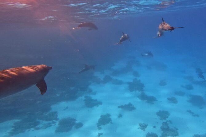 Swim With Dolphins at Dolphin House With Lunch - Hurghada - Snorkeling stops 1 and 2, coral time that stays real