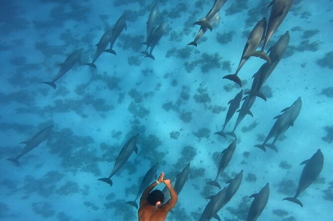 Swim With Dolphins at Dolphin House With Lunch - Hurghada - Dolphin House swimming, how the dolphin moment works