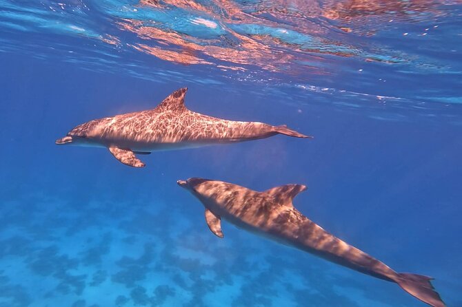 Swim With Dolphins at Dolphin House With Lunch - Hurghada - Lunch on board and why food timing matters
