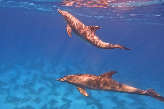 Swim With Dolphins at Dolphin House With Lunch - Hurghada - Banana boat and quadra boat, the weather-dependent add-on