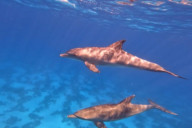 Swim With Dolphins at Dolphin House With Lunch - Hurghada - Crowds, pacing, and how to have a calmer day