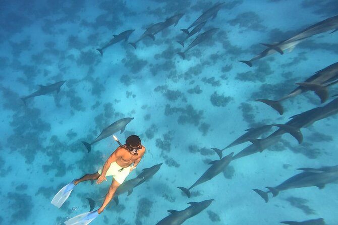 Swim With Dolphins at Dolphin House With Lunch - Hurghada - Getting there: pickup, marina check-in, and boat comfort