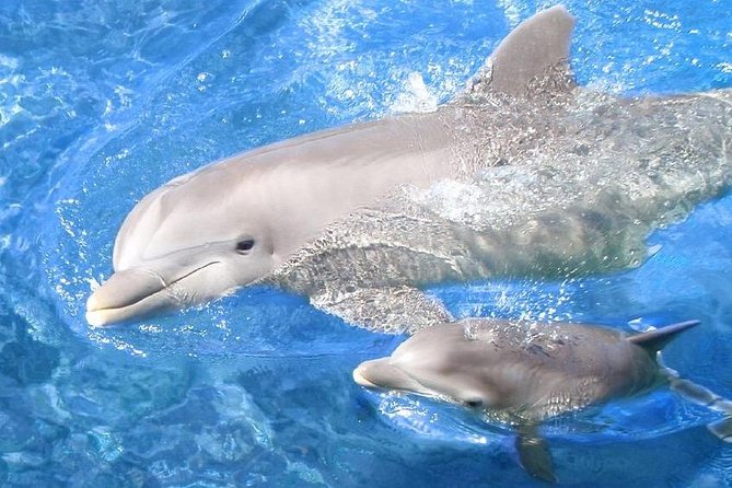 Swim with Dolphins Semi Private Speedboat Sea Tour - Hurghada - Why Dolphin House from Hurghada is a smart Red Sea half-day