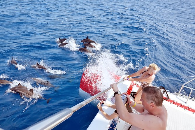 Swim with Dolphins Semi Private Speedboat Sea Tour - Hurghada - Semi-private speedboat: smaller groups, faster decisions