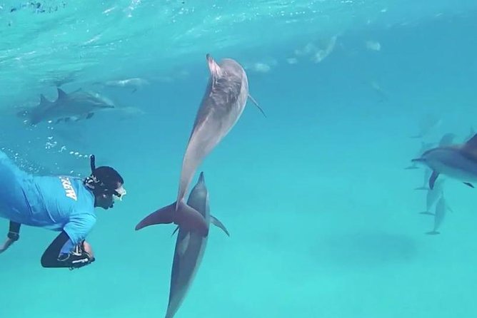 Swim with Dolphins Semi Private Speedboat Sea Tour - Hurghada - Snorkeling around the reefs, plus the chance for sandbank time