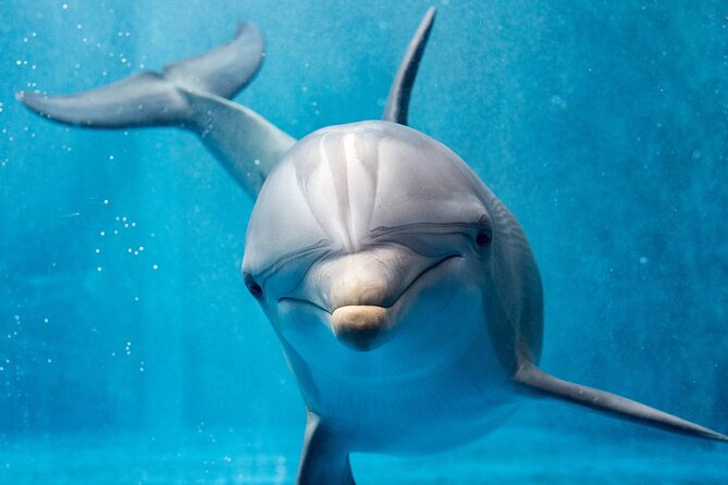 Swim with Dolphins Semi Private Speedboat Sea Tour - Hurghada - Banana and quadra boat rides: the fun add-on, not the main event