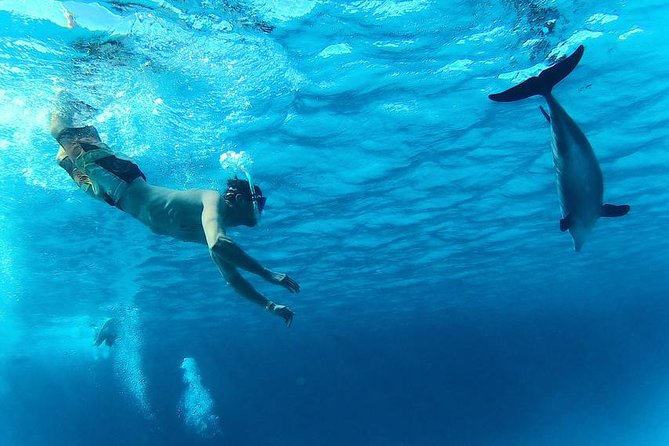 Swim with Dolphins Semi Private Speedboat Sea Tour - Hurghada - Price and value: $55 plus a couple of cash extras