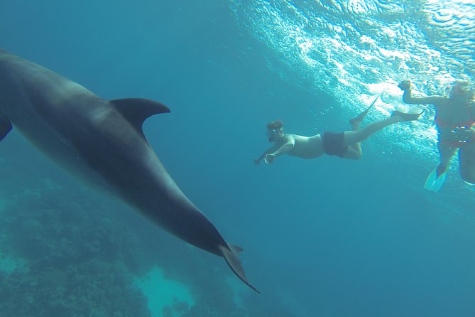 Swim with Dolphins Semi Private Speedboat Sea Tour - Hurghada - Dolphin House dolphin swim: what the conservation rules mean
