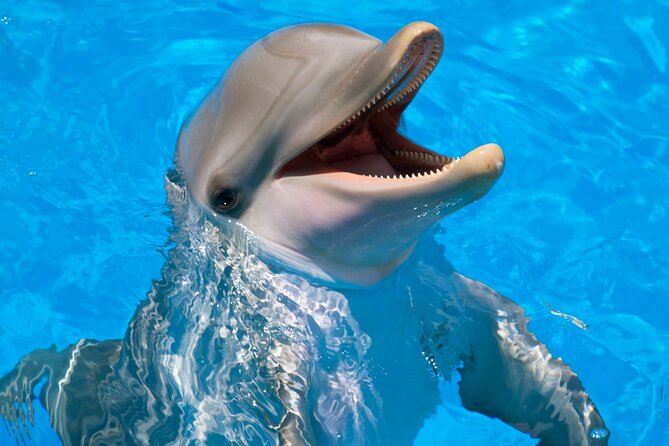 Swimming With Dolphin in Red Sea Adventure with Lunch - Hurgada - Dolphin House in Hurghada: Why This Trip Is So Popular