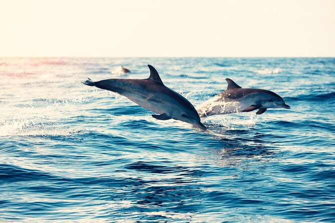 Swimming With Dolphin in Red Sea Adventure with Lunch - Hurgada - The Boat and the Crew: Small Details That Make a Long Day Easier