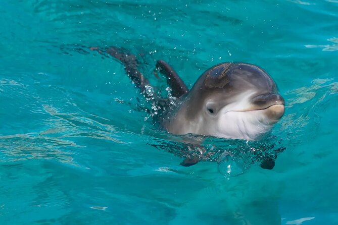 Swimming With Dolphin in Red Sea Adventure with Lunch - Hurgada - Snorkeling at Dolphin House: What Guided Water Time Actually Means