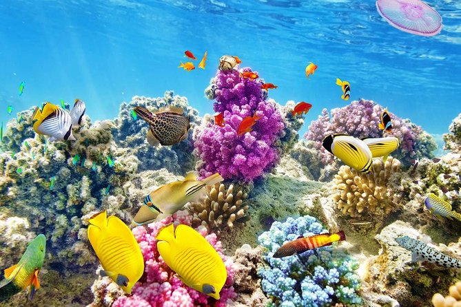 Swimming with Dolphin VIP Snorkeling Sea Trip With Lunch and Transfer - Hurghada - Dolphin House in Hurghada: why this day trip is such a draw