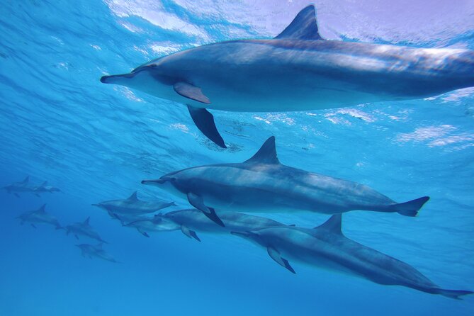 Swimming with Dolphin VIP Snorkeling Sea Trip With Lunch and Transfer - Hurghada - Coral reef snorkeling with a professional guide: where you get the real underwater value