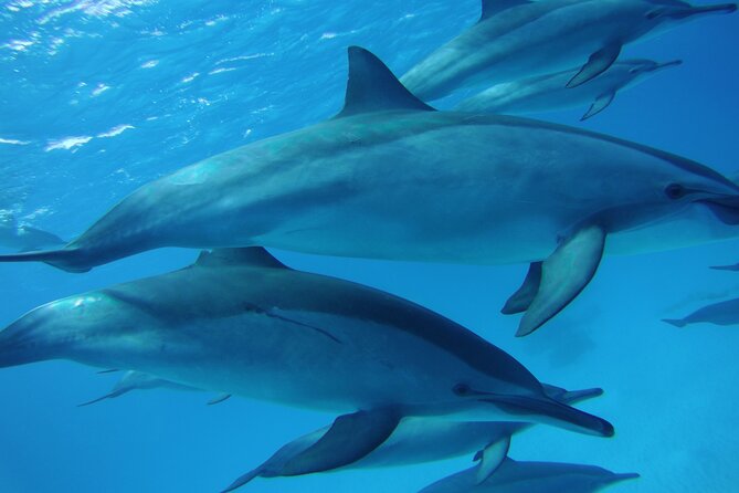 Swimming with Dolphin VIP Snorkeling Sea Trip With Lunch and Transfer - Hurghada - Price and logistics: what $9 really means once you add fees