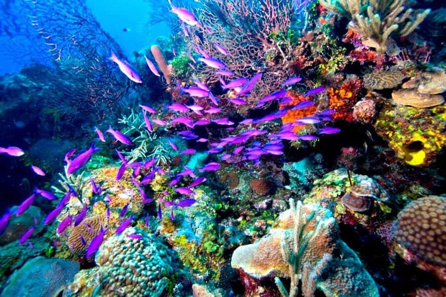 Tiran Island: Full-day Snorkeling, Diving Boat Trip - Price and value at $76, plus the extras you should budget