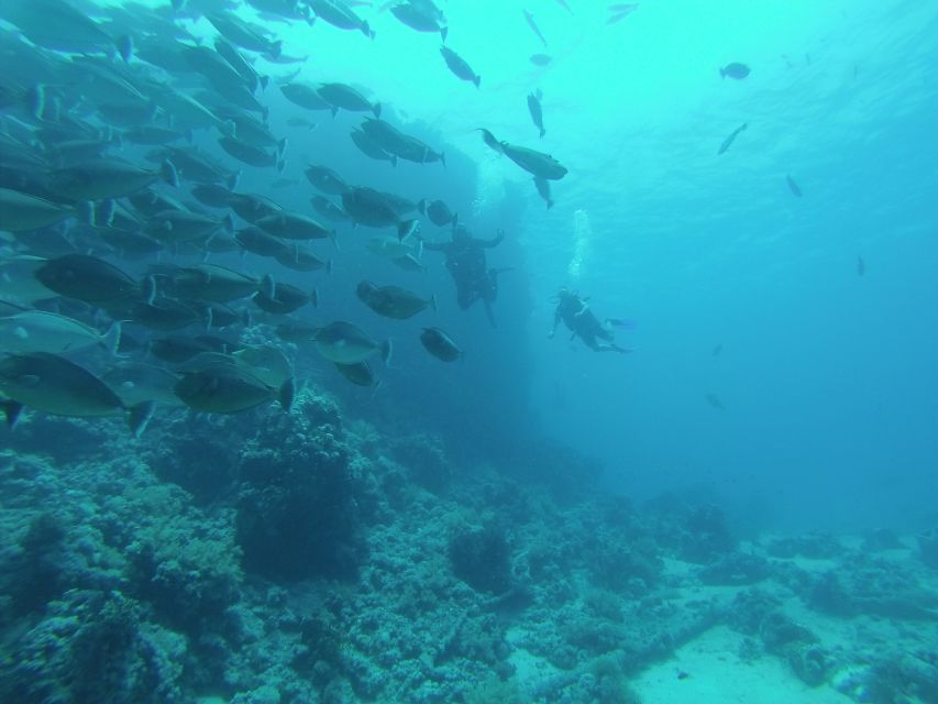 Tiran Island: Full-day Snorkeling, Diving Boat Trip - Common snags I think you should plan around