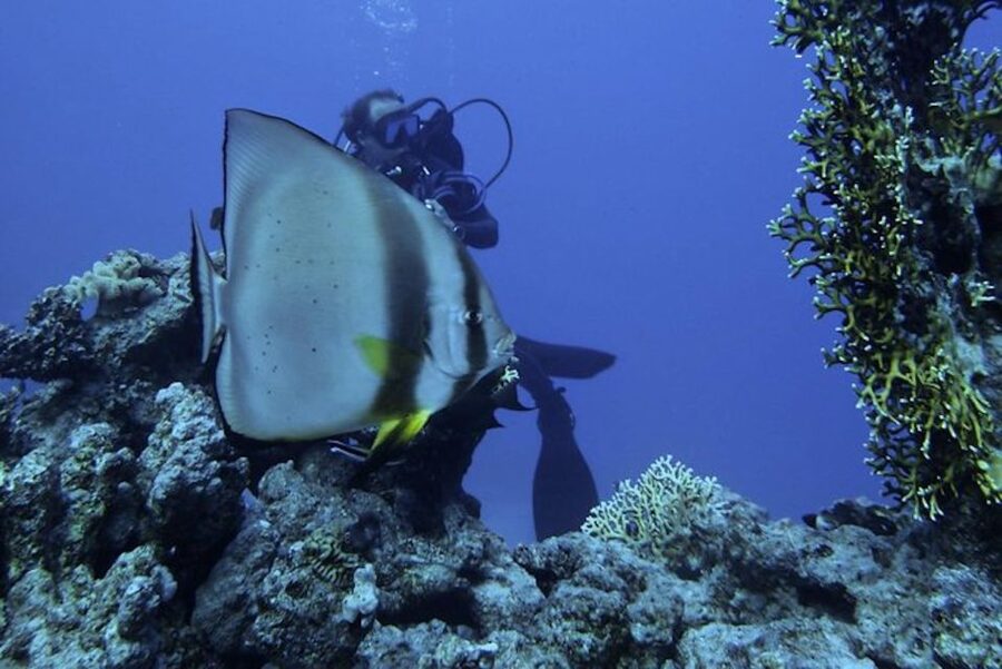 Tiran Island: Full-day Snorkeling, Diving Boat Trip - Snorkeling vs scuba sessions, and how your day time really works