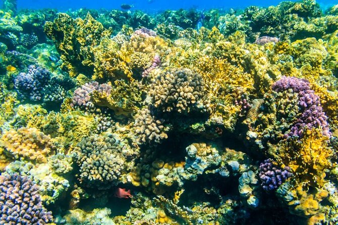 Tiran Island Snorkeling Excursion - Why This Snorkeling Trip Works from Sharm el Sheikh