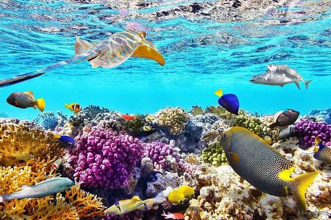 Tiran Island Snorkeling Excursion - How the Morning Runs: Pickup, Check-In, and Boat Time