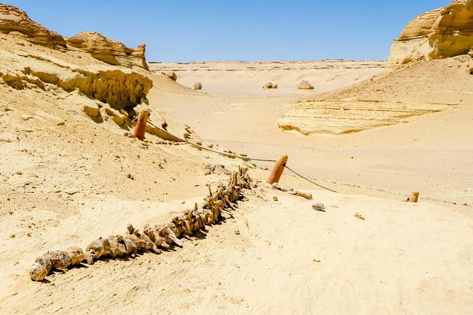 Valley of Whales and Wadi El Rayan Water Falls Day Tour from Cairo - Jeep Safari time: the fun part, plus a real packing tip