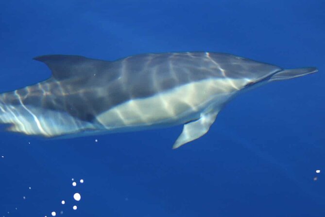 ViP Full Day Swimming With Dolphin Sea Trip With Lunch - Hurghada - Hurghada Dolphin House: what kind of day this really is