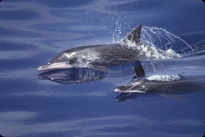ViP Full Day Swimming With Dolphin Sea Trip With Lunch - Hurghada - Getting to the boat: pickup, pier, and what to expect at 8:00