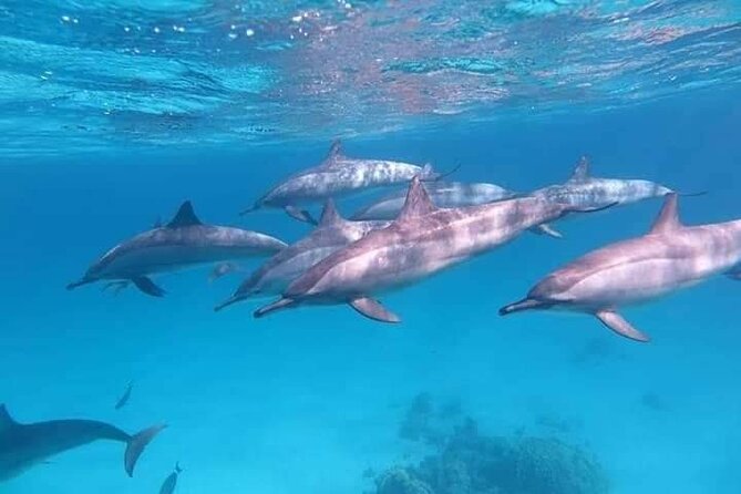 ViP Full Day Swimming With Dolphin Sea Trip With Lunch - Hurghada - Snorkeling stops: what you will do in the water