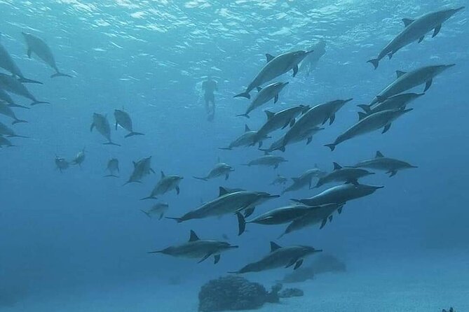 ViP Full Day Swimming With Dolphin Sea Trip With Lunch - Hurghada - Dolphins at Dolphin House: chances, distance, and how to manage expectations